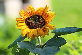 太陽(yáng)花,夏季,花園