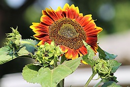 太陽(yáng)花,芽,夏季