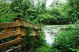 池,公園,綠色