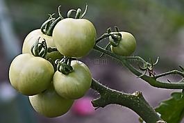 蕃茄,穗,綠色