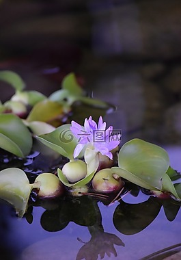 花,自然,植物區(qū)系