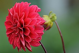 娇琴纱,花花园,开花