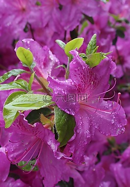 杜鹃,粉红色,花