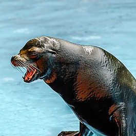 海獅,特內里費,動物