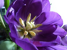 春,花,自然