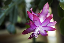 仙人掌,圣誕節(jié),花