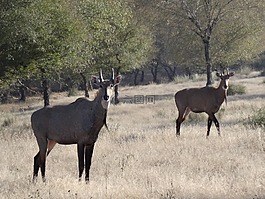偉大的印度羚羊,羚羊,nilgai
