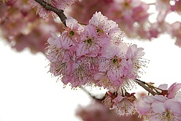 風景,櫻花,春天