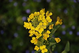風景,花,春天