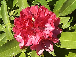 杜鵑,杜鵑病,鮮花