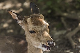 小鹿,獐鹿,森林
