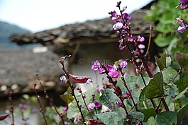 風景,花,春天