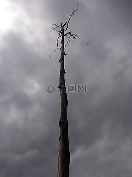 這棵老樹(shù),樹(shù),有機(jī)