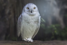 猛禽,貓頭鷹,鳥(niǎo)