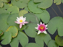鲜花,睡莲,水