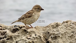 麻雀,年輕,可愛(ài)