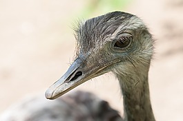 鳥(niǎo)嘴,鴕鳥(niǎo),南都
