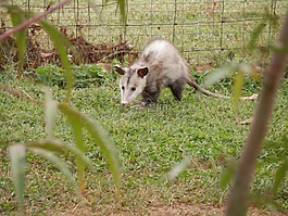 possum,负鼠,有袋动物