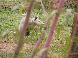 possum,负鼠,有袋动物