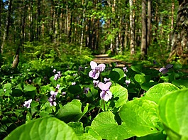 紫罗兰色,viola,紫色