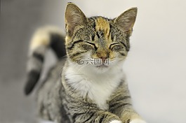 動物,可愛,貓