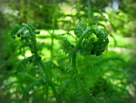 蕨,棕櫚蕨類(lèi)植物,年輕的葉子
