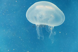 海,水,海洋