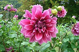 花,性質(zhì),植物區(qū)系