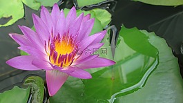 蓮花,紫色,植物
