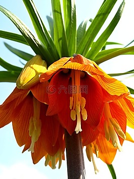 花園,鮮花,春天