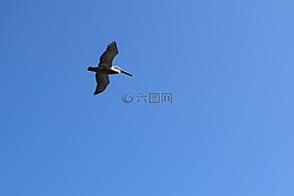 鵜,飛行,鳥