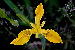 鸢尾花,黄色,花