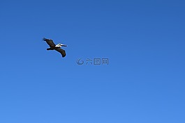 鵜,飛行,鳥