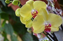 花,黃色的蘭花,裝飾