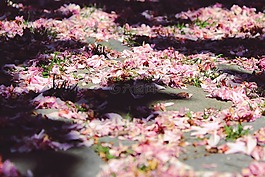 櫻花,地面,太陽