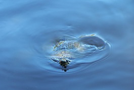 turtule,動(dòng)物,水