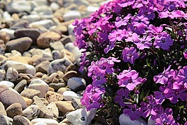 鮮花,紫,廠