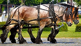 工作馬,馬草案,牲畜