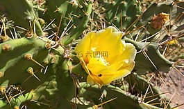 仙人掌,鮮花,世界
