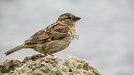 麻雀,年輕,可愛(ài)