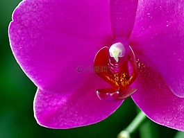 蘭花,植物,花