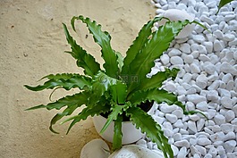 綠色的植物,蕨,綠色