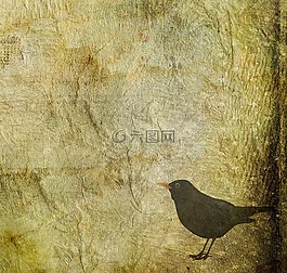 黑鳥,鳥,動物