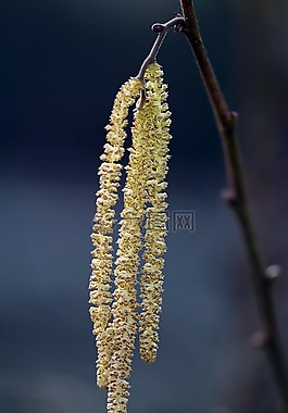 常见的淡褐色,榛子,男花柳絮