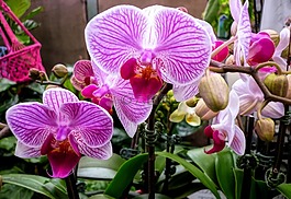 蘭花,植物區(qū)系,粉紅色