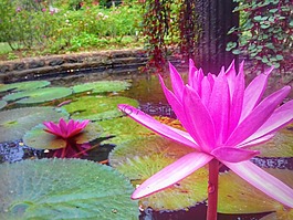 花,蓮花,水族館