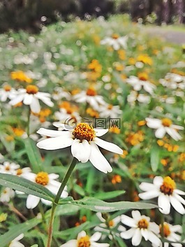 雛菊,花,春