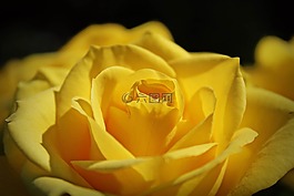 玫瑰,黃色,花