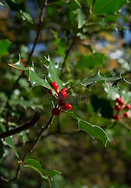 紅色,森林,性質(zhì)