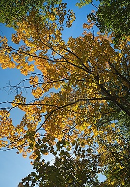 顏色,秋天,紅色